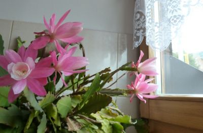 Apartment Ulla